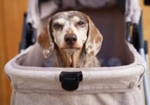 Revisió honesta: Ibiyaya Evolution Speedy Fold Pet Buggy (versió actualitzada)