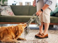 7 signes que el vostre gos està sobreestimulat · Parentiu