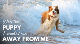 Per què el cadell que volia va fugir de mi? Dr. Dobias International