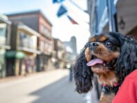 La guia definitiva per a gossos a Nova Orleans · Parentiu