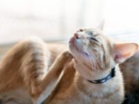 Com aconsegueixen puces els gats d’interior? Causes comunes explicades · Parentiu