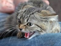 ¿Por qué los gatos silban? Causas, significados y cómo responder · Parentesco