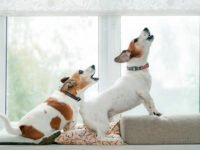 ¿Por qué los perros copian a otros perros? La verdad detrás del ‘comportamiento alelomimético’ · Parentesco