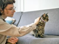 Cómo pedir perdón para que tu gato realmente lo entienda` · Kinship