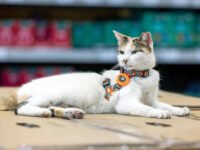 Después de 20 días desaparecido al otro lado de las fronteras estatales, el querido gato de Lowe’s ha vuelto a trabajar · Kinship