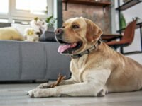 ¿Las patas de pollo son buenas para los perros? Qué saber · Parentesco