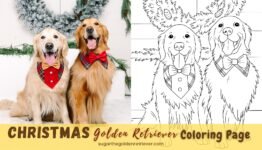 Página para colorear de Golden Retriever de Navidad