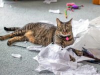 ¿Por qué a los gatos les encanta el papel? · Parentesco