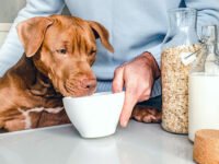 ¿Pueden los perros beber leche de avena? Riesgos y Beneficios · Parentesco