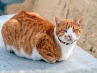 Hormonas, Castración y Salud · Parentesco