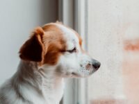 Lo único que nunca debes hacer cuando dejas a tu perro solo en casa · Kinship