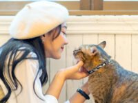 ¿A los gatos les gusta cuando les hablas? Cómo saberlo · Parentesco