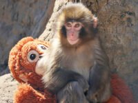 ¿Alguna vez sus madres rechazan a los cachorros como si fueran Punch the Monkey? · Parentesco