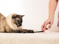 ¿Por qué a los gatos les gustan las gomas para el pelo? 7 razones sorprendentes · Parentesco