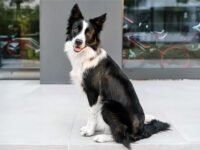 ¿Qué tan inteligentes son realmente los border collies? La verdad detrás de la inteligencia canina · Parentesco