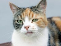 ¿Los calicos tienen más actitud que otros gatos? · Parentesco