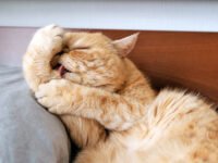 ¿Por qué los gatos se limpian tanto? 6 razones comunes · Parentesco