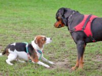 ¿Por qué algunos perros se tumban cuando saludan a otros perros? · Parentesco