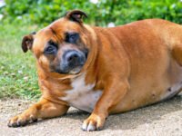 Ozempic para mascotas está a la vuelta de la esquina · Kinship