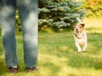 ¿Los perros reconocen sus nombres o creen que es una señal de entrenamiento? · Parentesco