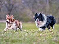 ¿Qué tan rápido pueden correr los perros? Aprenda las velocidades de diferentes razas de perros · Kinship