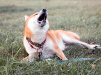 ¿Qué es el ‘grito de Shiba’ y por qué lo hacen los Shiba Inus? · Parentesco