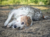¿Es realmente peligroso dejar que los perros se revolquen en el barro? La sucia verdad · Parentesco