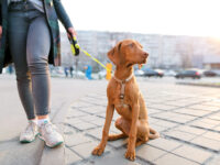 ¿Cuáles son las mayores diferencias entre los perros de ciudad y los perros de campo? · Parentesco