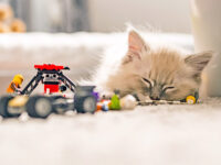 ¿Por qué mi gato come legos? Consejos para prevenir la Pica en gatos · Parentesco
