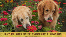 ¿Por qué los perros huelen las flores? 6 razones