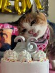 La gata Miss Muffy tiene 26 años y es fabulosa: descubre sus secretos para una vida más larga · Kinship